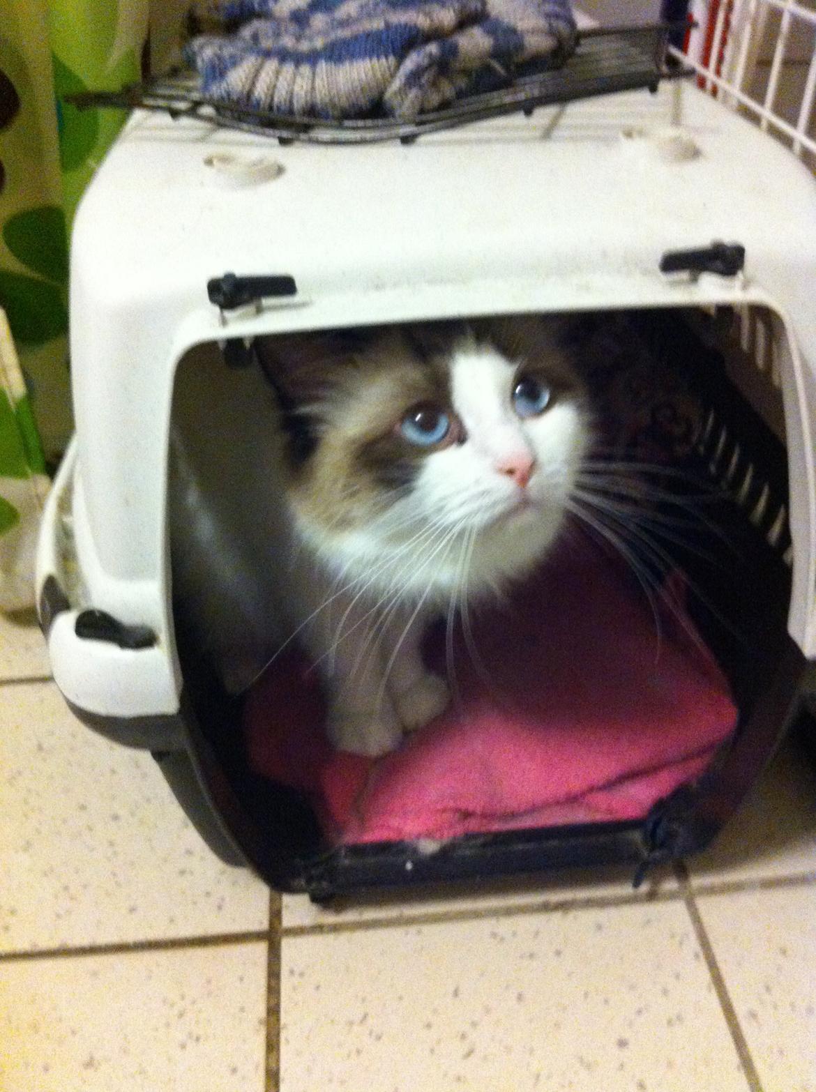 Blanding af racer Silke - "hvad laver du?" billede 7