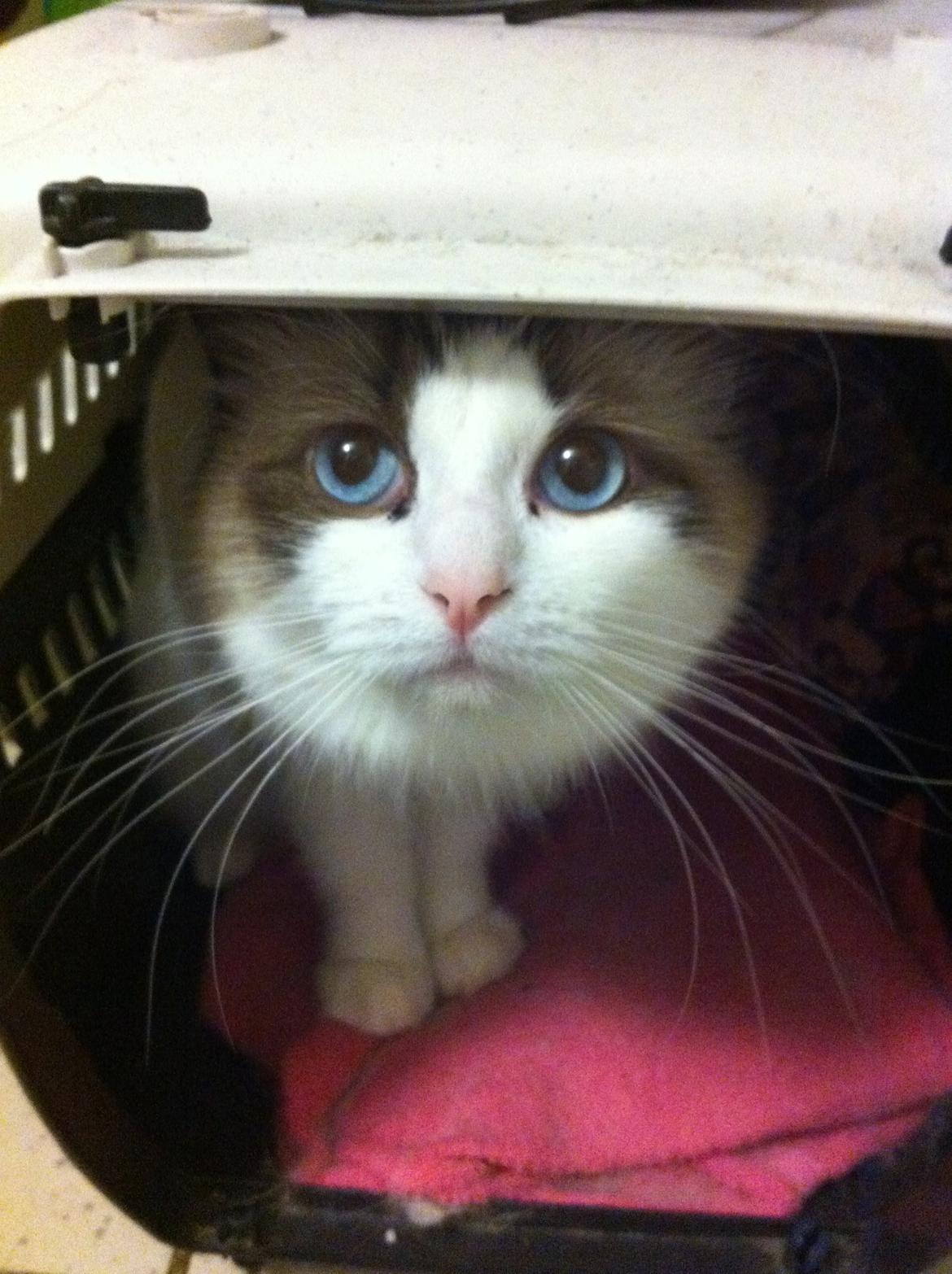 Blanding af racer Silke - hejsa silke<3 billede 8