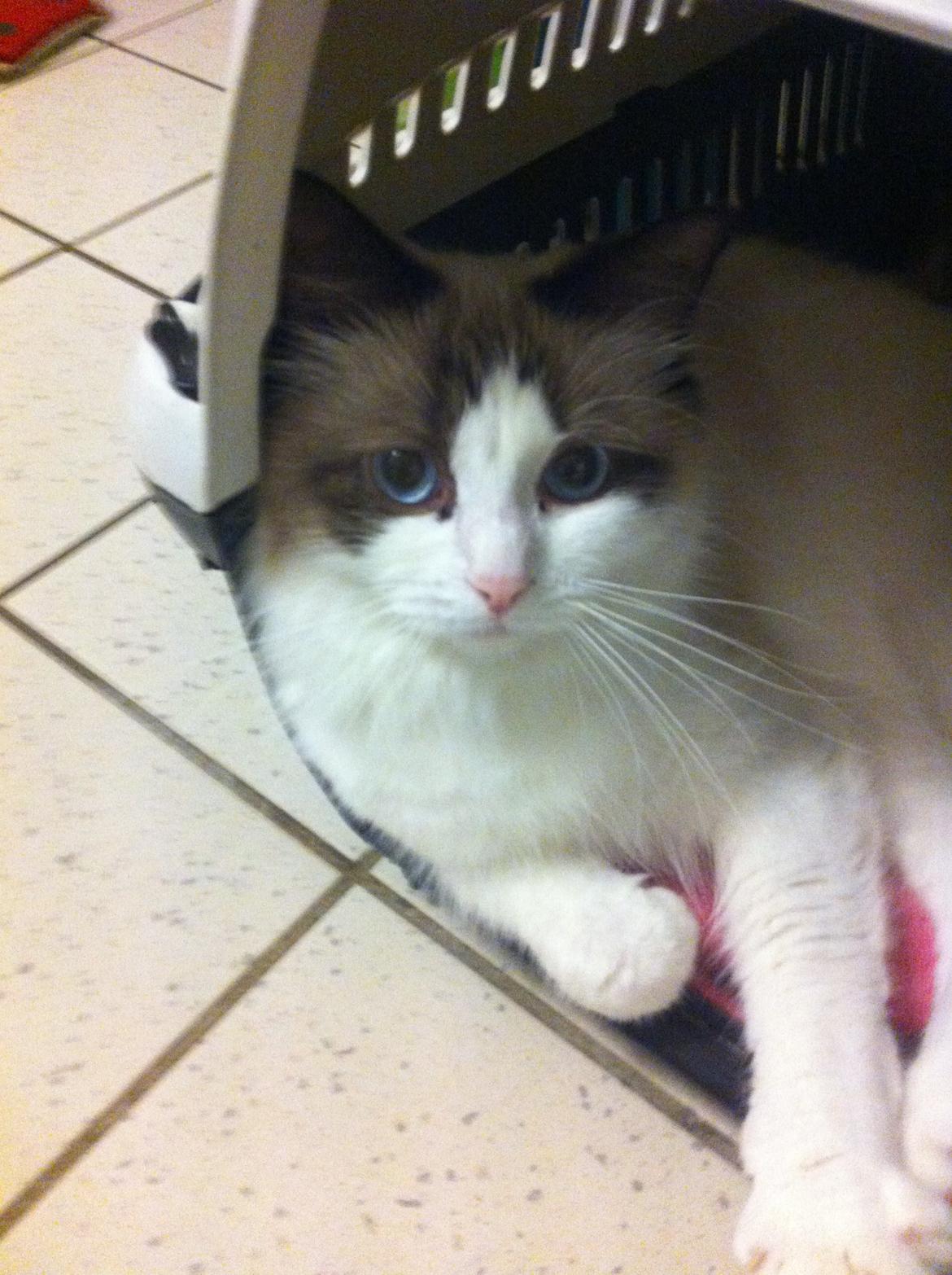 Blanding af racer Silke - slapper af<3 billede 9