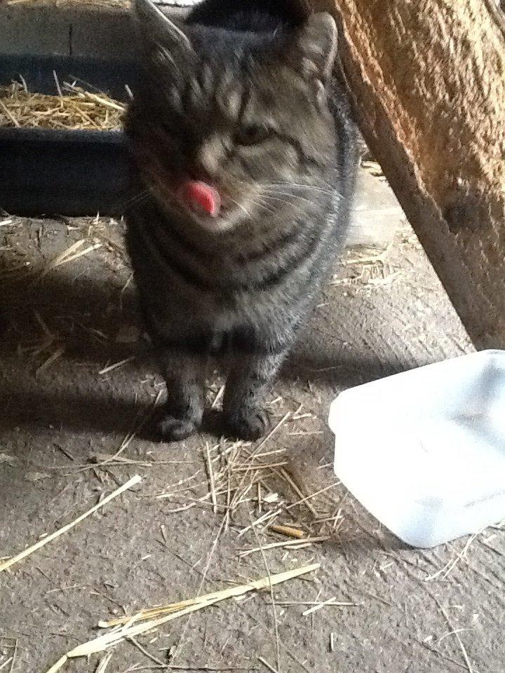 Huskat Andro billede 1