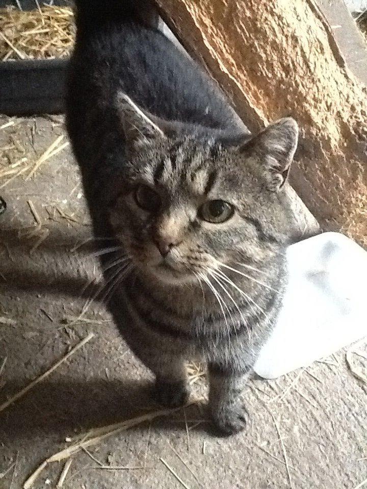 Huskat Andro billede 2