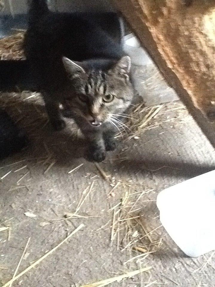 Huskat Andro billede 3