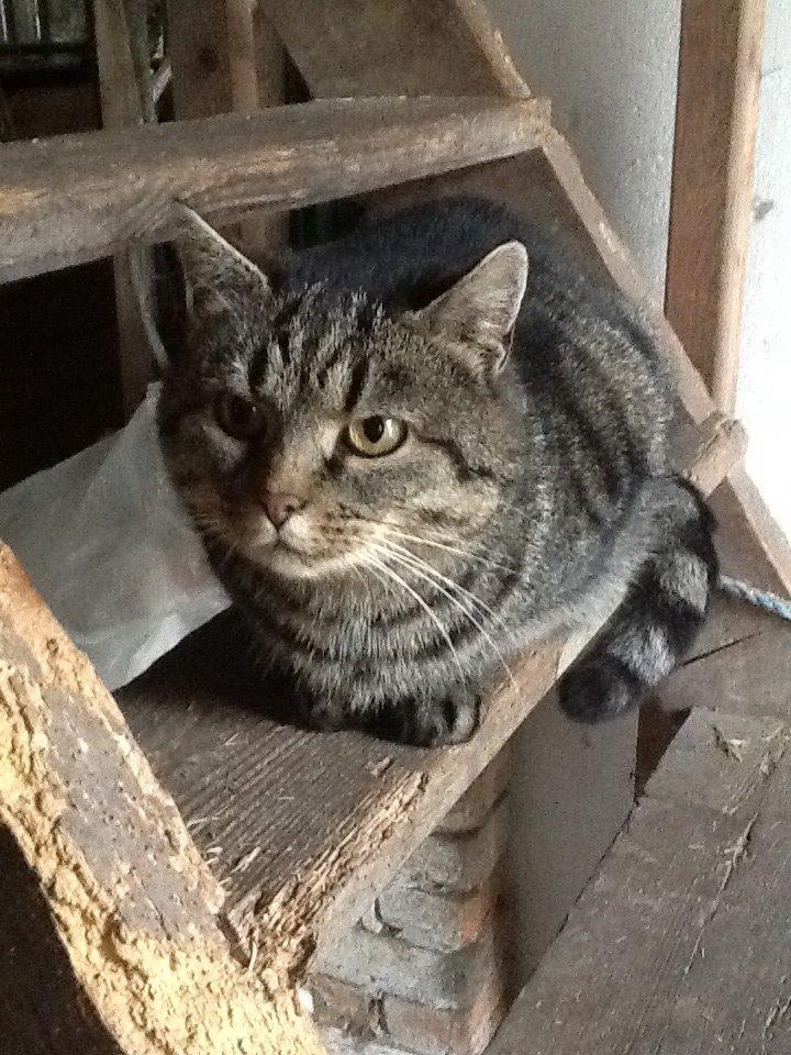 Huskat Andro billede 4