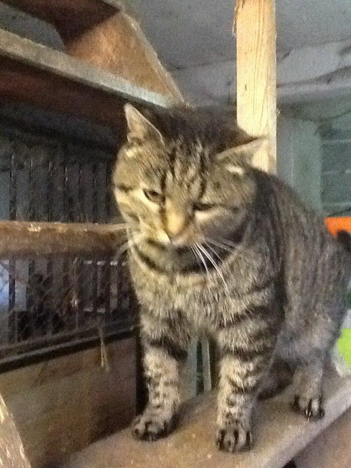 Huskat Andro billede 5