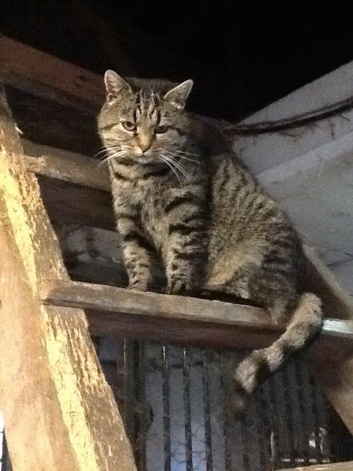 Huskat Andro billede 6