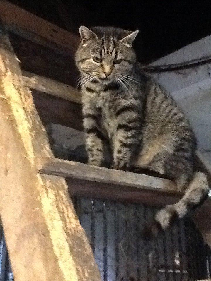 Huskat Andro billede 7