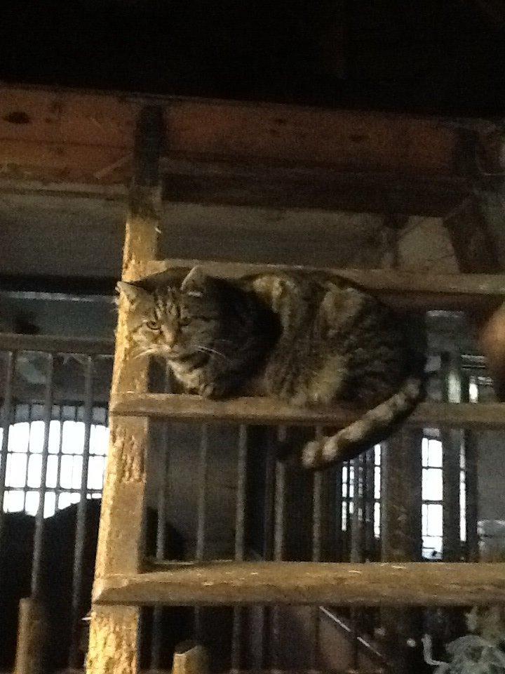 Huskat Andro billede 8