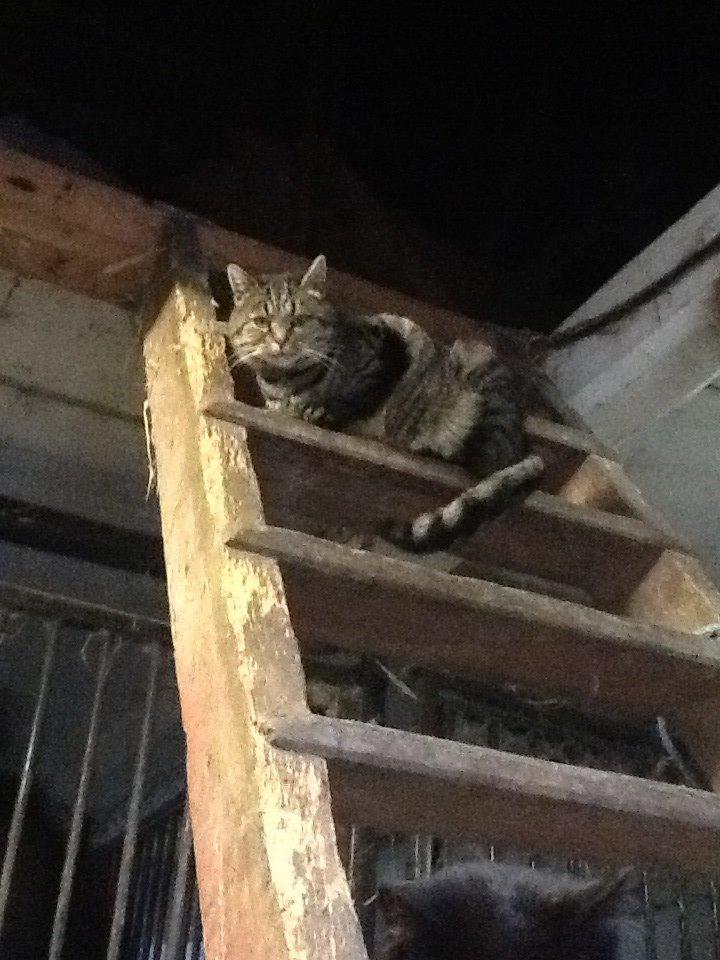 Huskat Andro billede 9