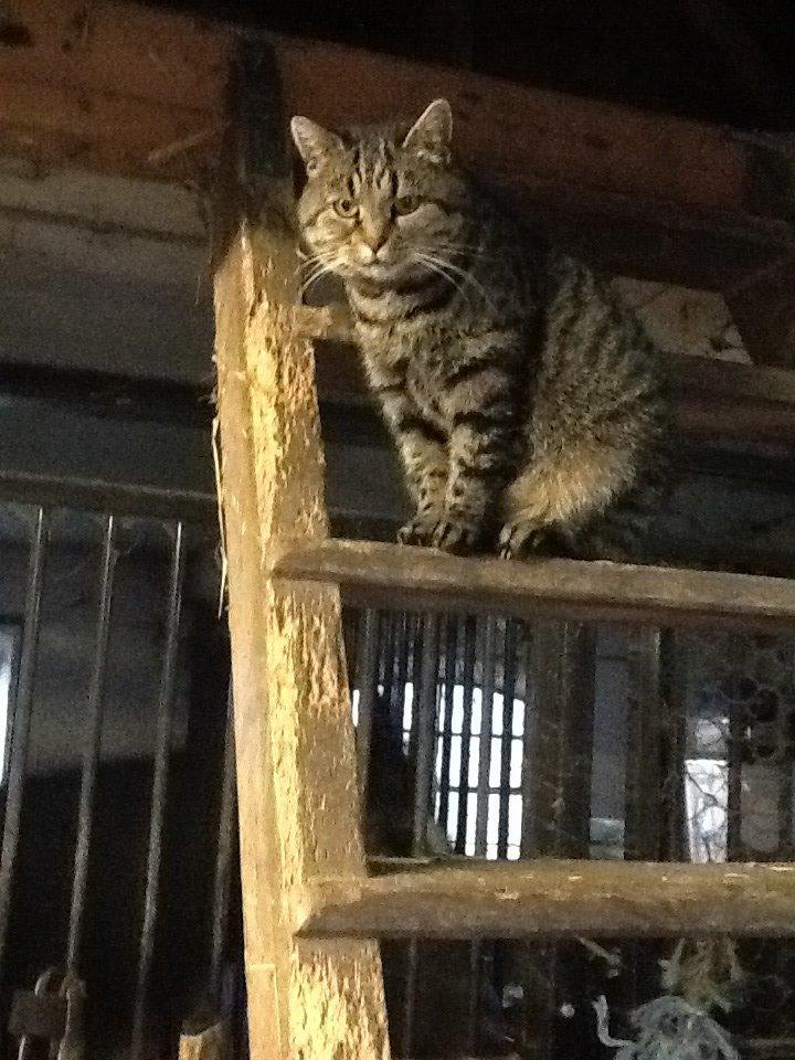 Huskat Andro billede 10