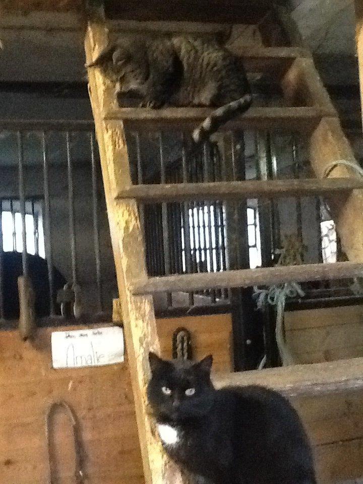 Huskat Andro billede 11