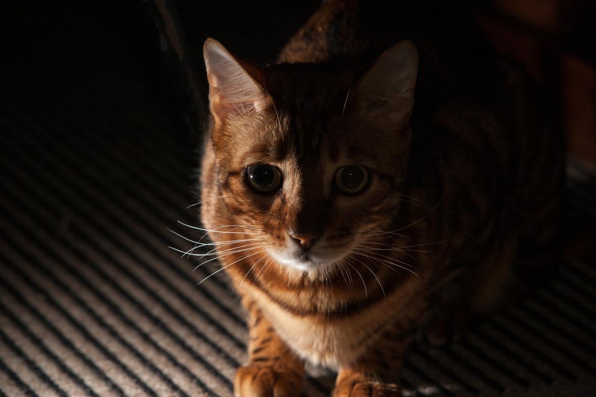 Bengal Chayton - Chayton ... billede 3