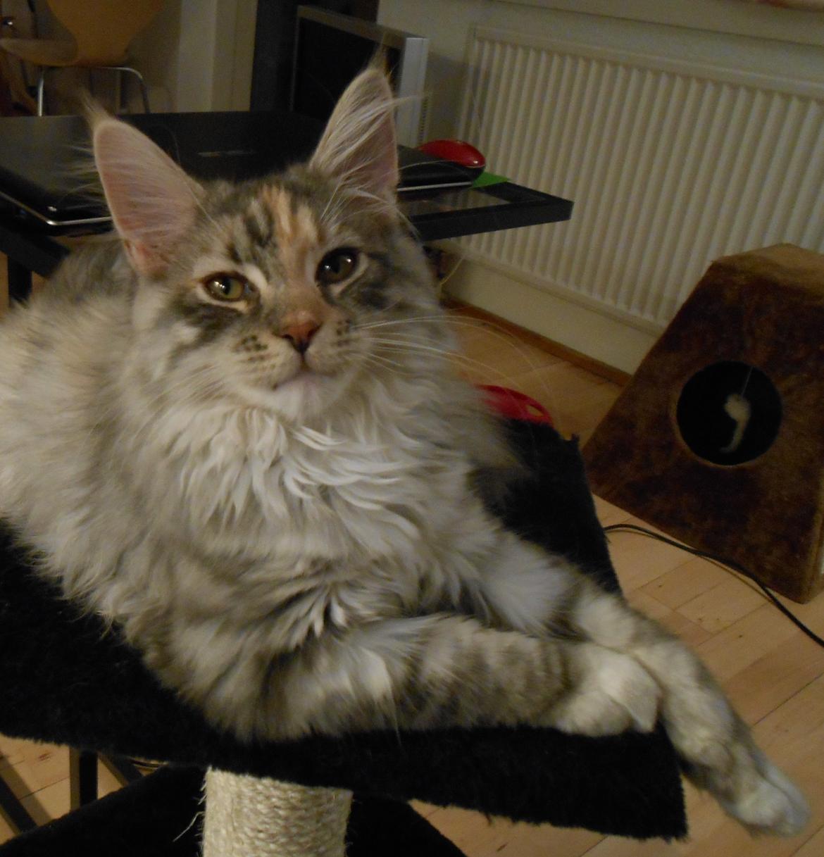 Blanding af racer Chili - <3 ... 15 uger billede 19