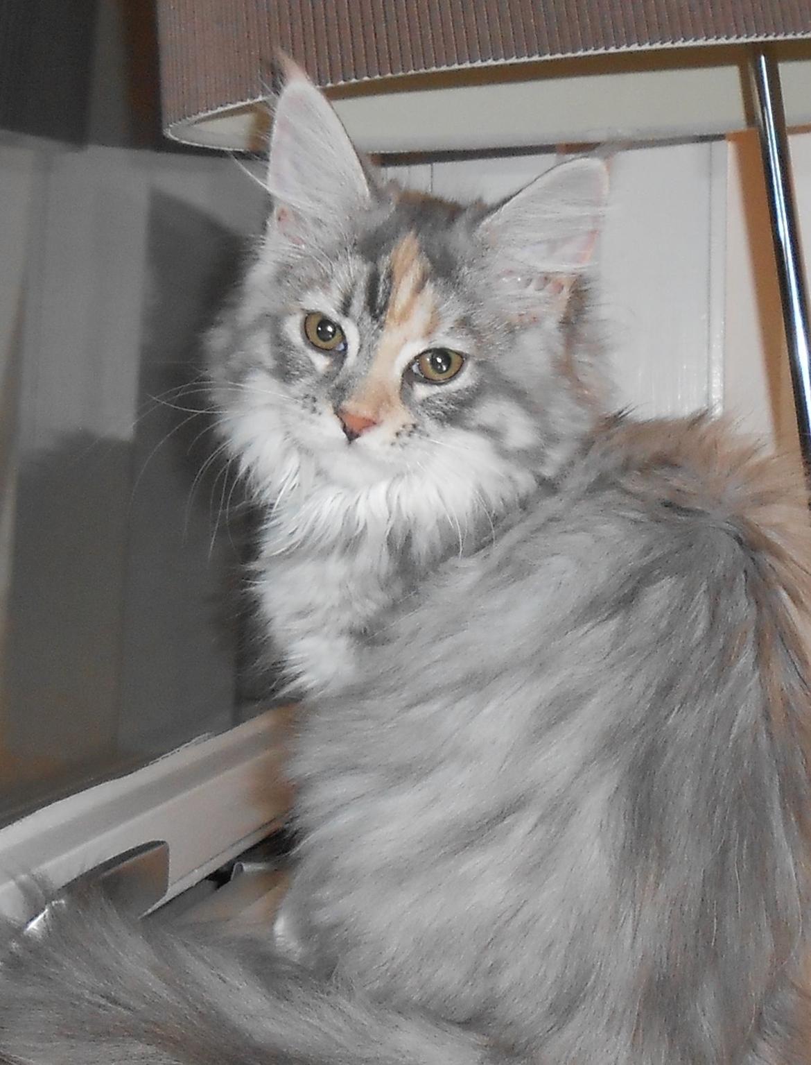 Blanding af racer Chili - <3 ... 14 uger billede 23