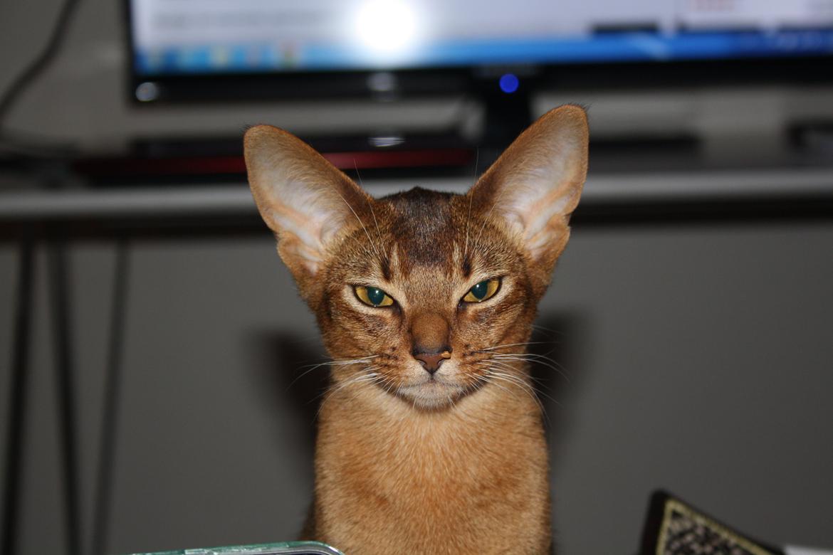 Abyssinier Exige af Khartoum billede 13