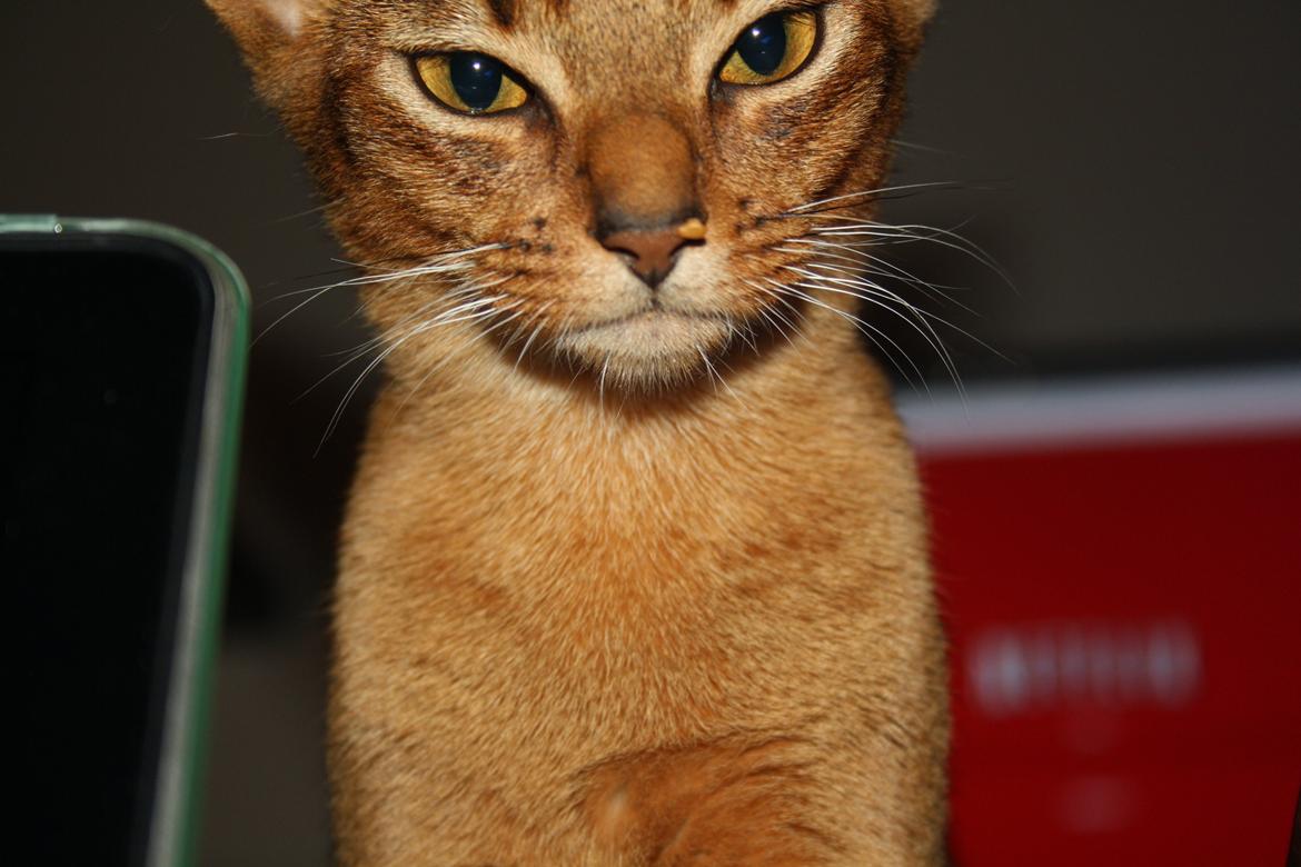 Abyssinier Exige af Khartoum billede 14