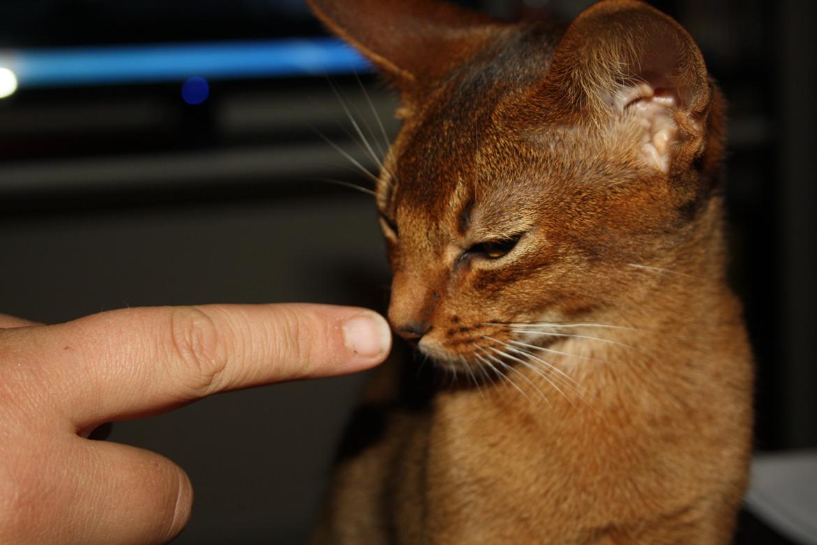 Abyssinier Exige af Khartoum billede 15