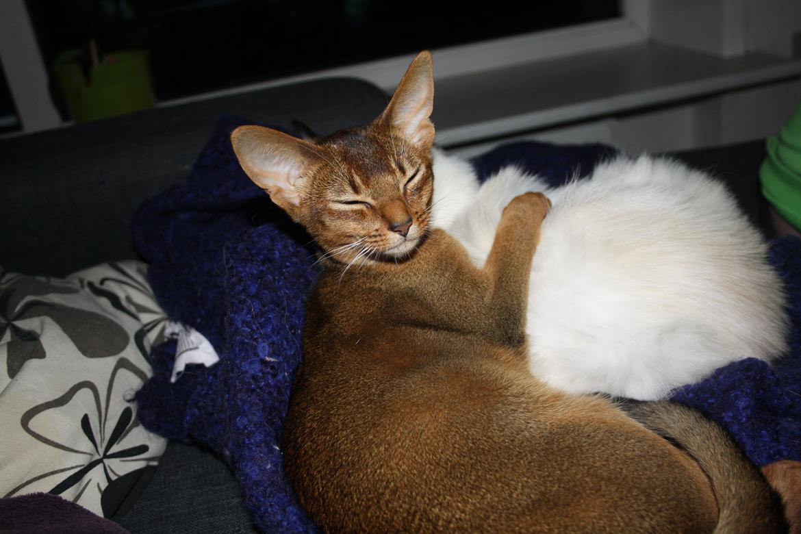 Abyssinier Exige af Khartoum billede 16