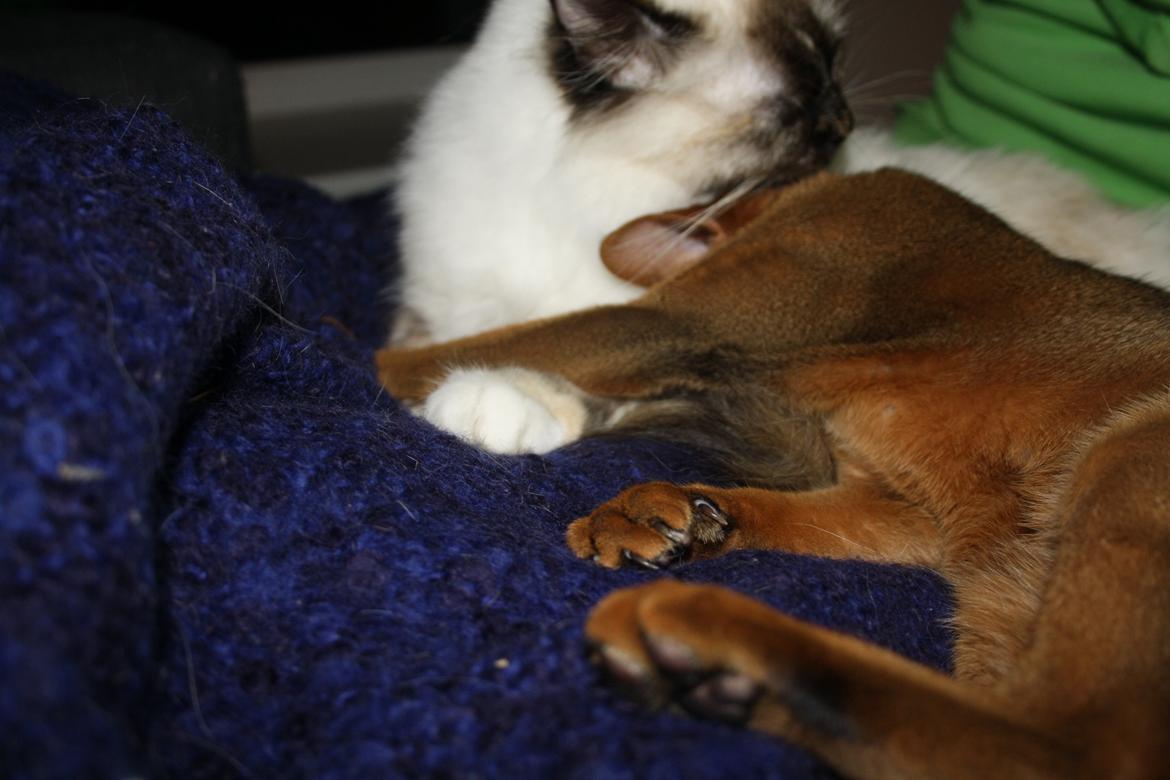 Abyssinier Exige af Khartoum billede 18