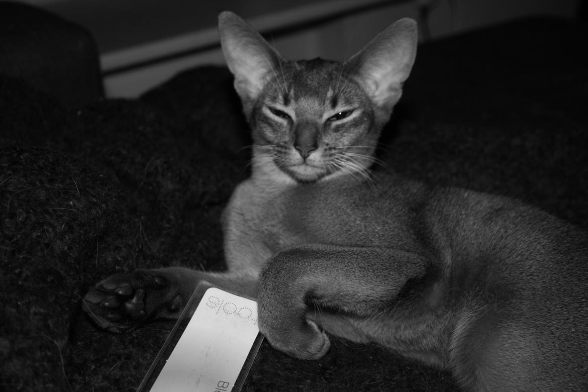 Abyssinier Exige af Khartoum billede 1