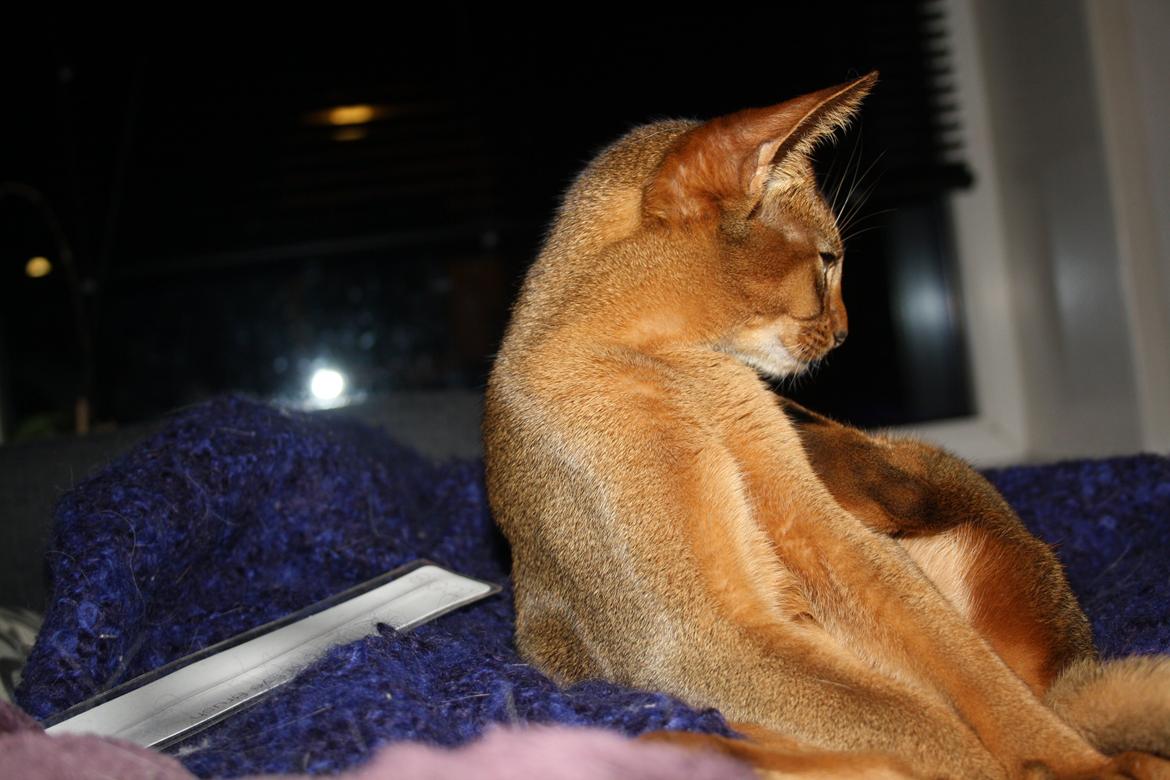 Abyssinier Exige af Khartoum billede 19