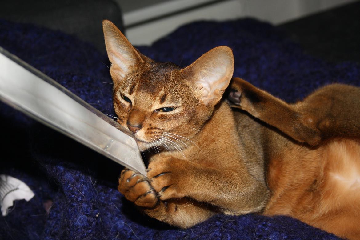 Abyssinier Exige af Khartoum billede 20