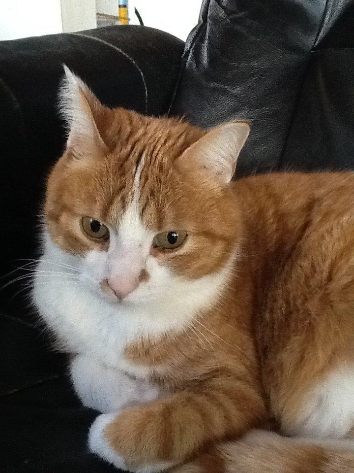 Huskat Garfield billede 1