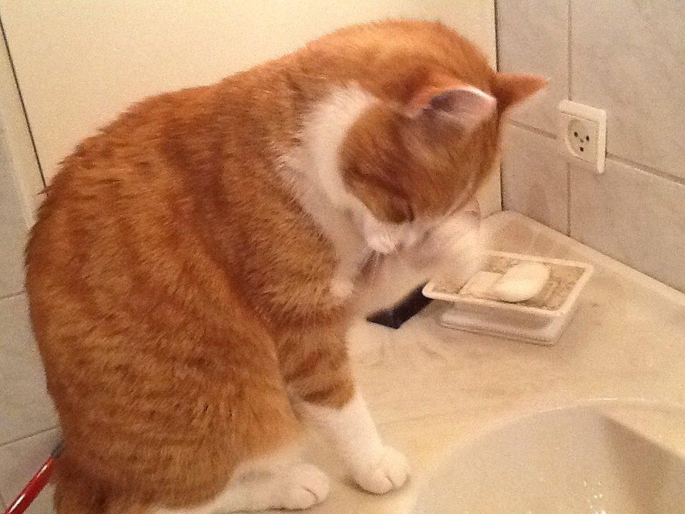 Huskat Garfield billede 2