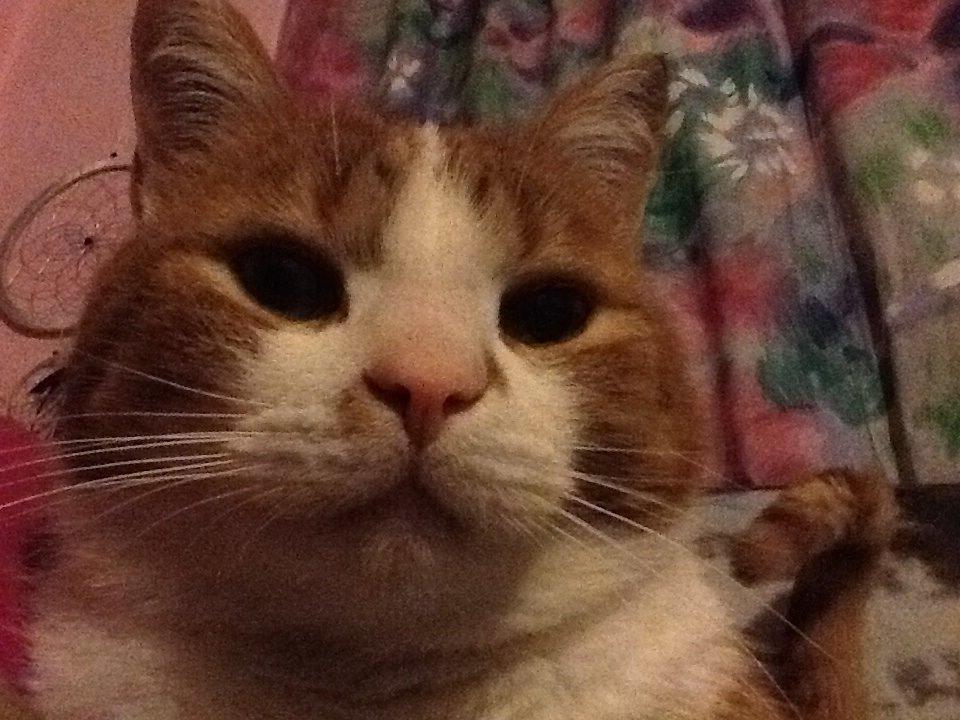 Huskat Garfield billede 4