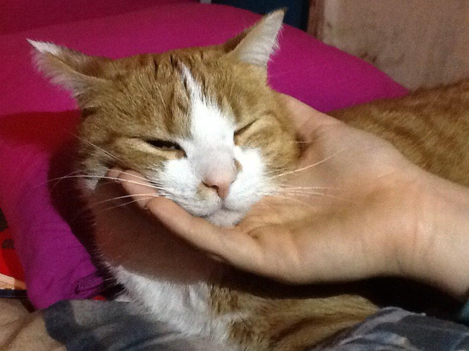 Huskat Garfield billede 5