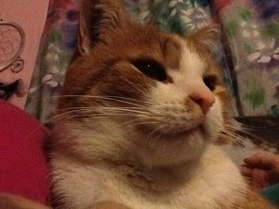 Huskat Garfield billede 6