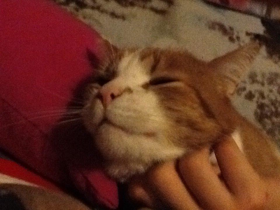 Huskat Garfield billede 7