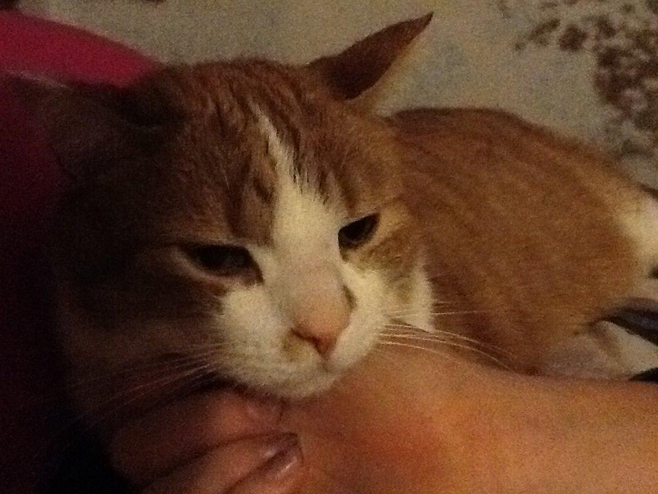 Huskat Garfield billede 9