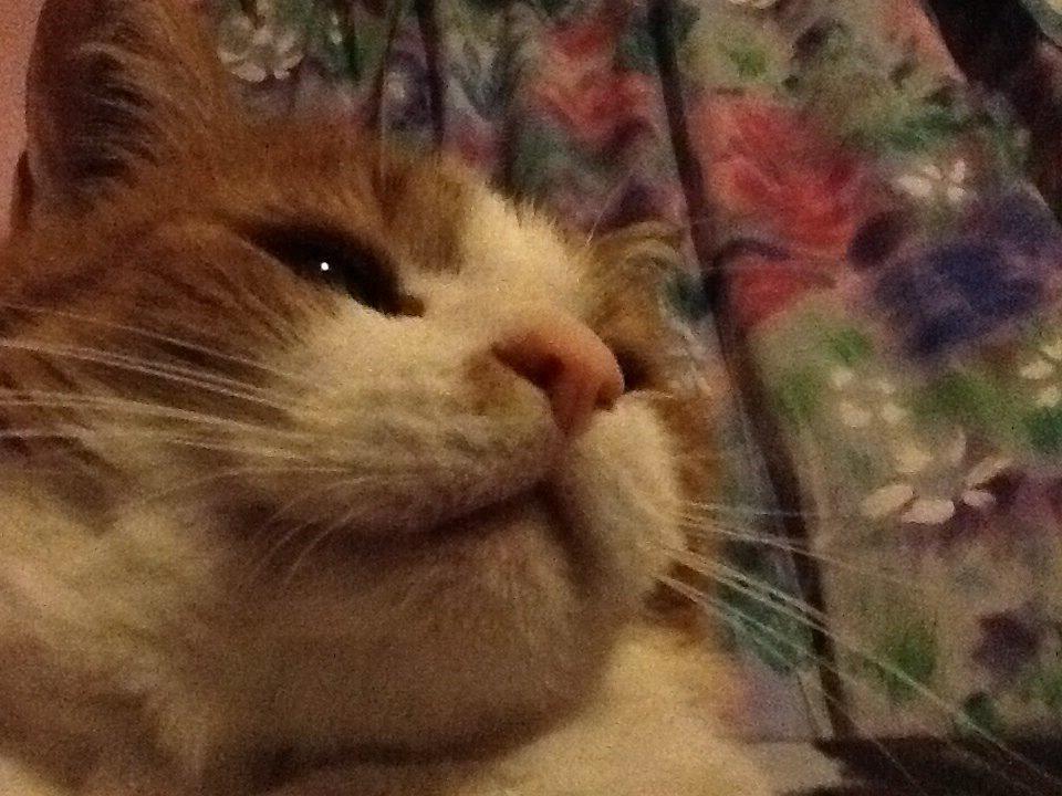 Huskat Garfield billede 10