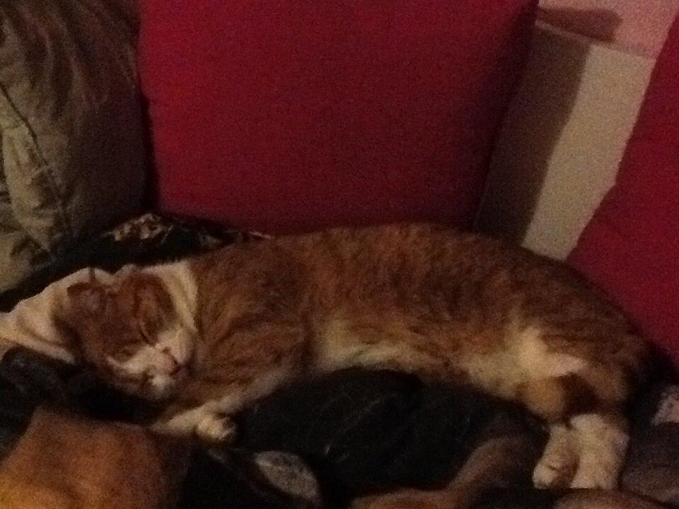 Huskat Garfield billede 11