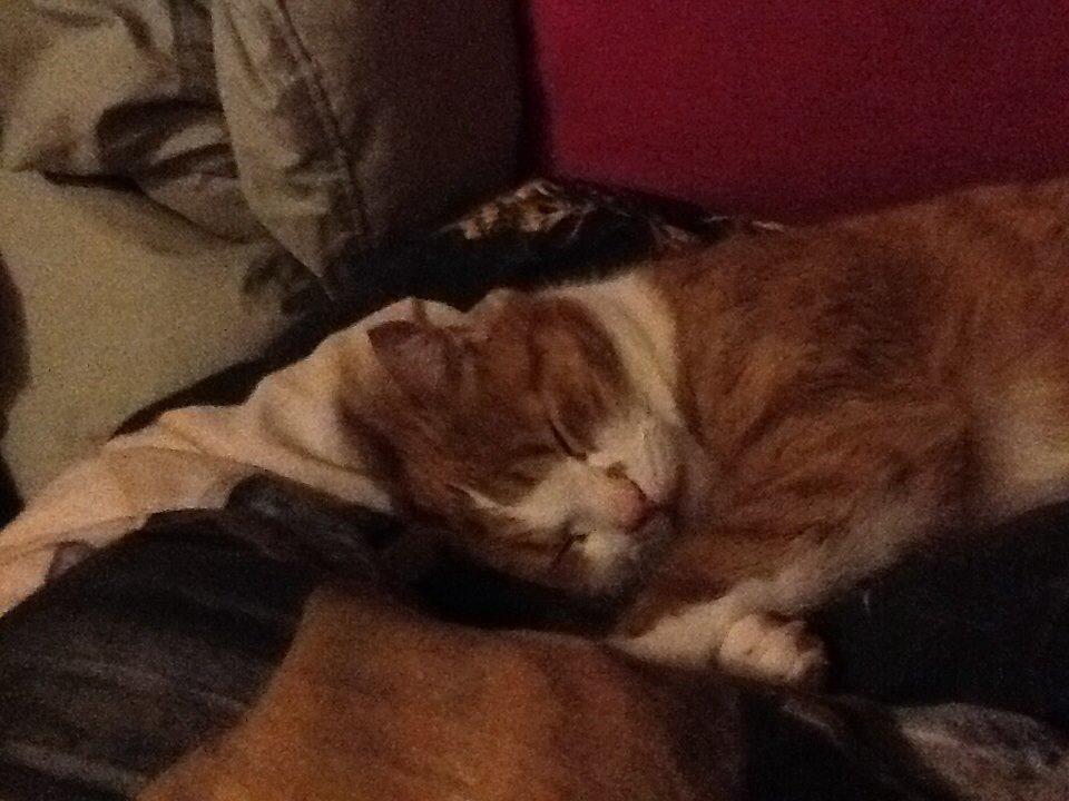 Huskat Garfield billede 13