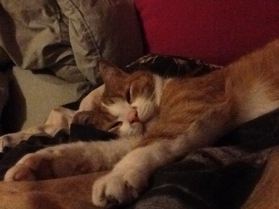 Huskat Garfield billede 14