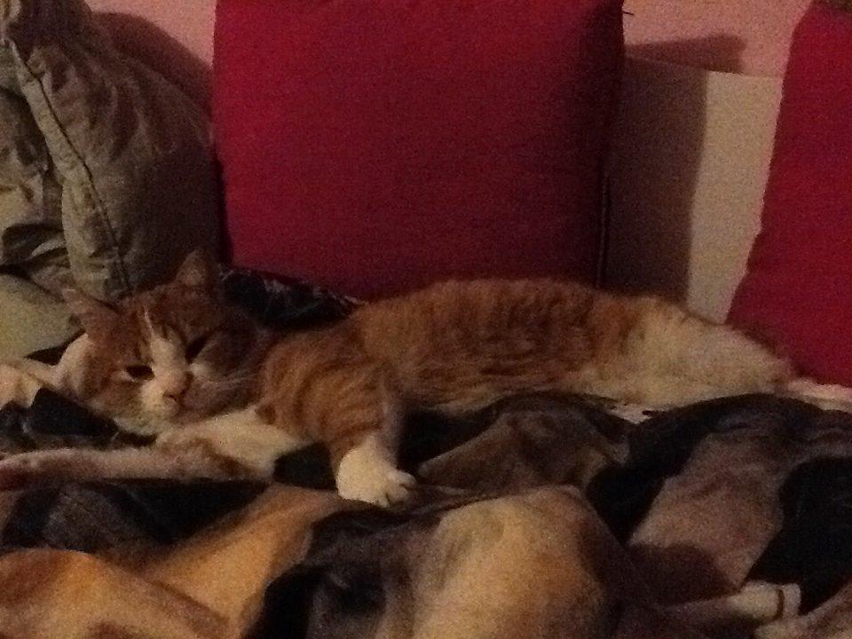 Huskat Garfield billede 15