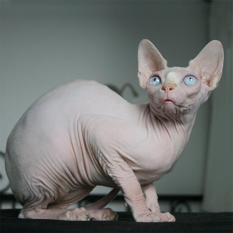 Sphynx Magnus Anat Her*PL - "Gustav" billede 39