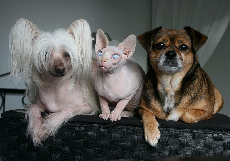 Sphynx Magnus Anat Her*PL - "Gustav" - Mig og mine hunde :) billede 20