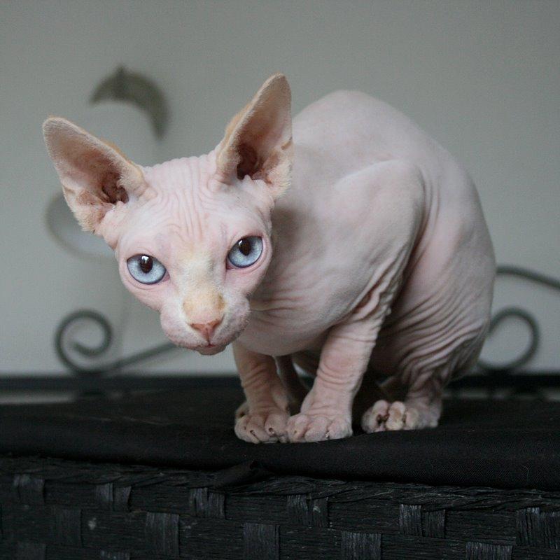 Sphynx Magnus Anat Her*PL - "Gustav" billede 13