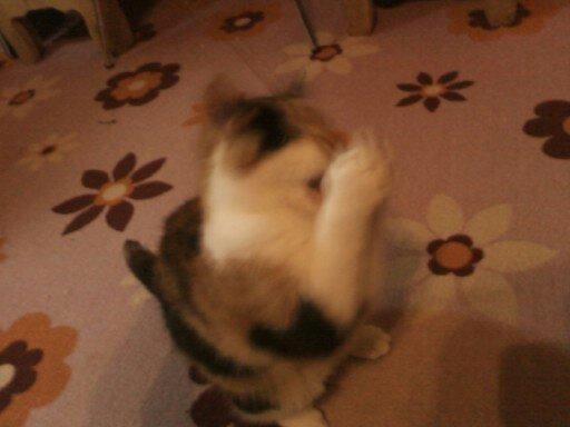 Huskat Silke Miv - Haps! Undskylder at det er sløret. billede 4