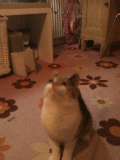 Huskat Silke Miv - Dejlig tykke Miv Miv. billede 5