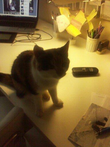 Huskat Silke Miv - Er det et kamera? billede 2