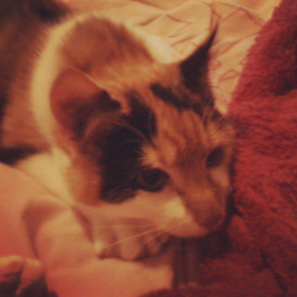 Huskat Silke Miv - Hejsa billede 1