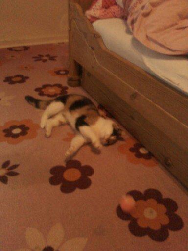 Huskat Silke Miv - Leger. billede 6