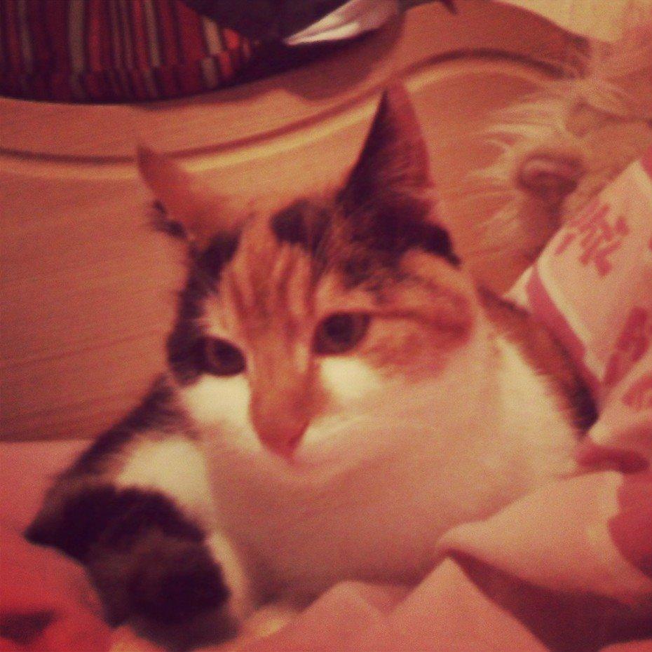 Huskat Silke Miv - Lille Miv Miv billede 7