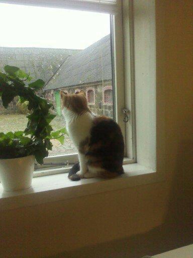 Huskat Silke Miv - Hvad er det derude? billede 8