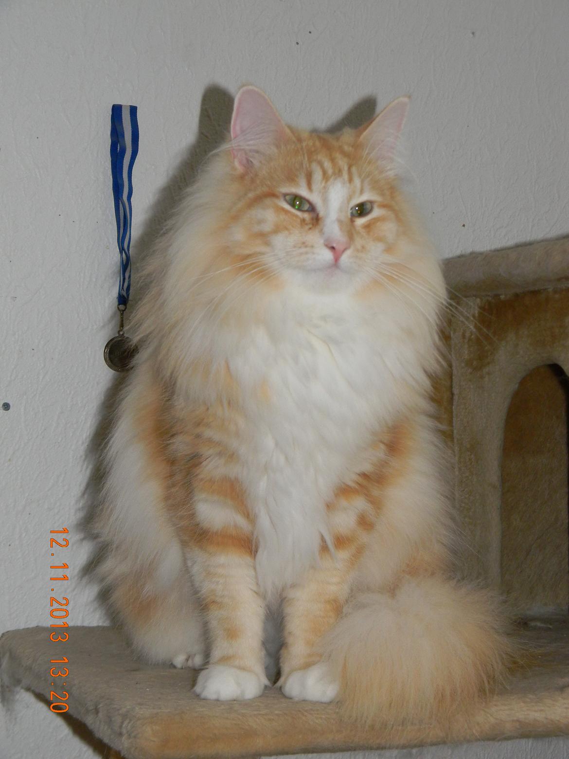 Norsk Skovkat CH Prinz Tjorven of Stellenbosch*D billede 5