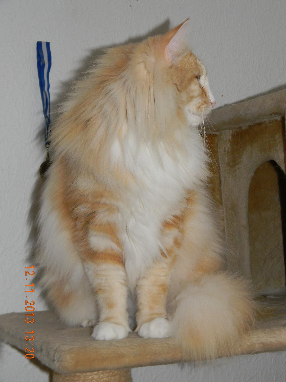 Norsk Skovkat CH Prinz Tjorven of Stellenbosch*D billede 19