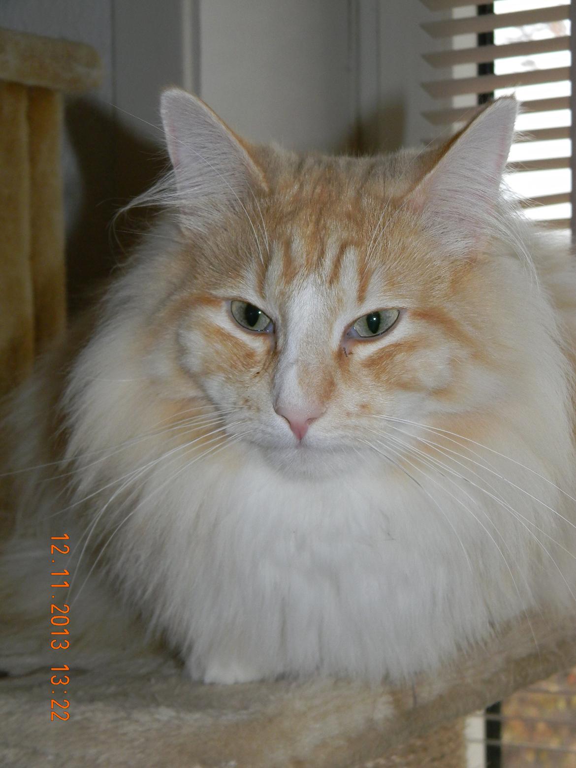 Norsk Skovkat CH Prinz Tjorven of Stellenbosch*D billede 8